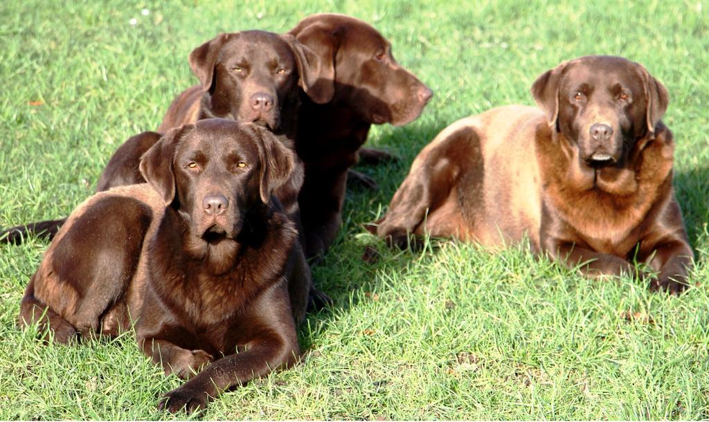Gite Labradors De Bailly - Giverny Saint-Pierre-la-Garenne Екстер'єр фото
